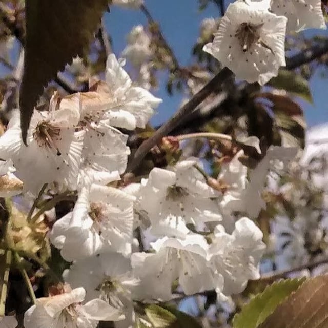 Prunus cerasus — flower