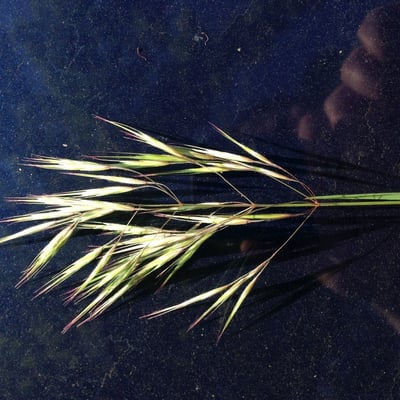 Bromus tectorum — flower