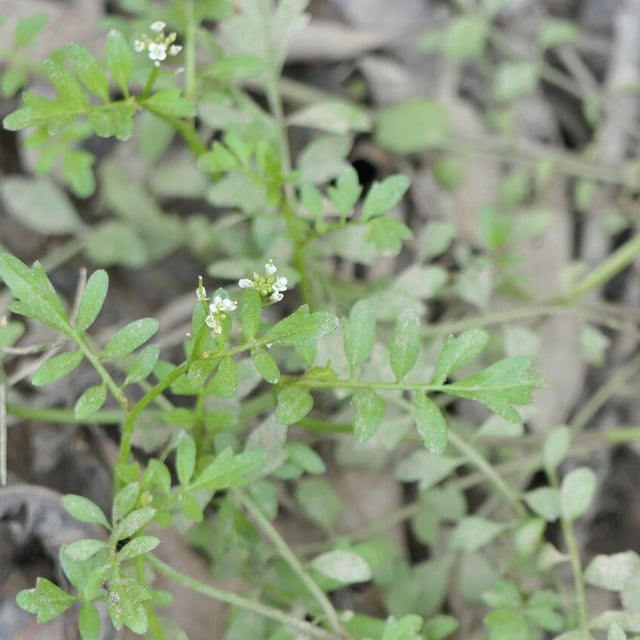 Cardamine pensylvanica — flower