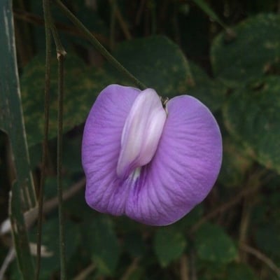 Centrosema pubescens — flower