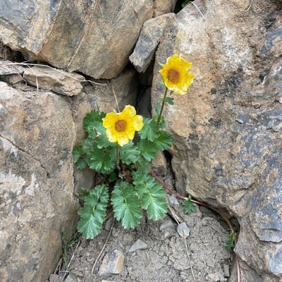 Geum reptans — flower