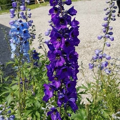 Delphinium elatum — flower