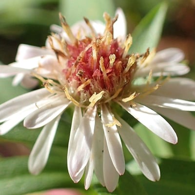 Symphyotrichum × salignum — flower