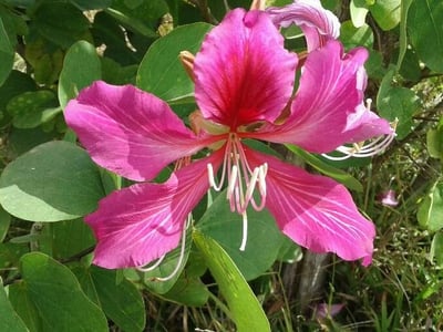 Orchidtree