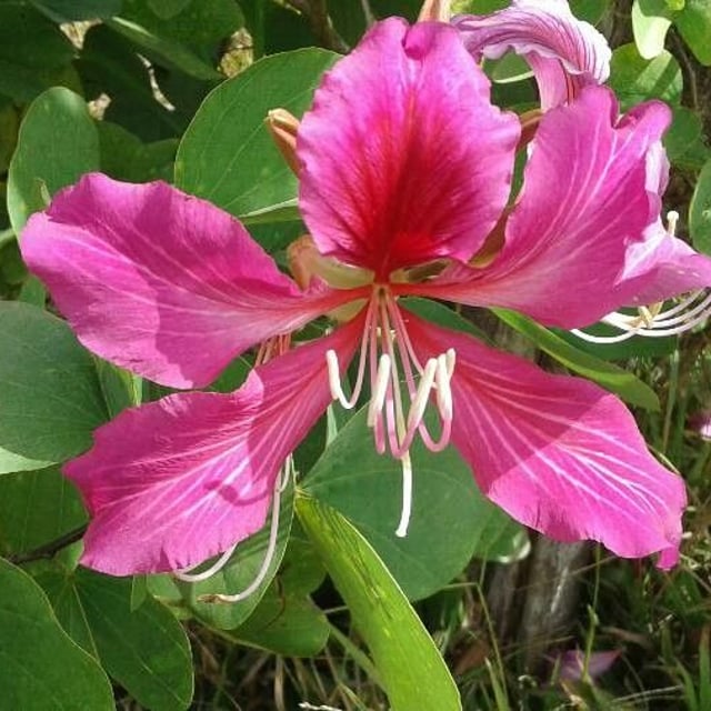Orchidtree