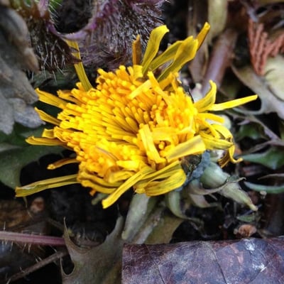 Taraxacum dissectum — flower