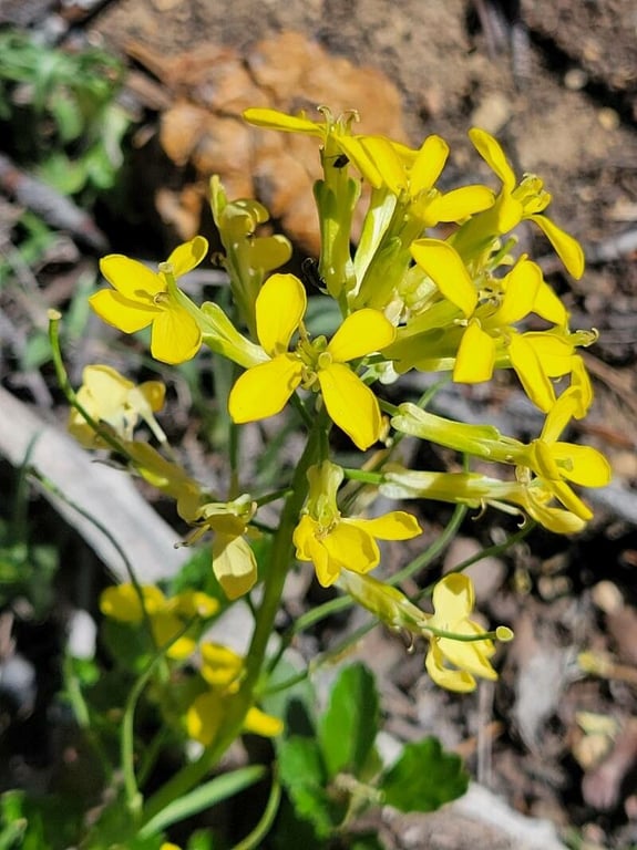 Sanddune wallflower
