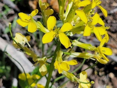 Sanddune wallflower