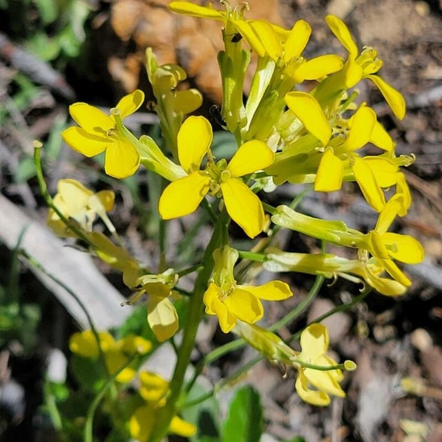 Erysimum capitatum — flower