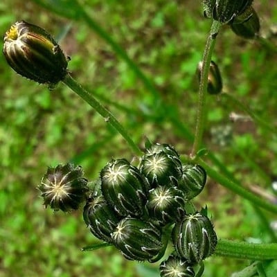 Crepis vesicaria — flower