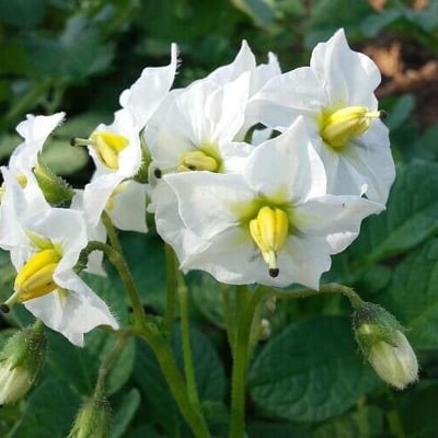 Solanum tuberosum — flower