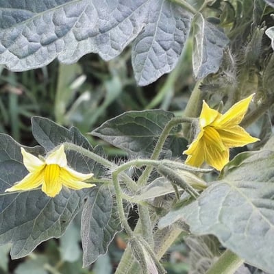 Solanum lycopersicum — flower