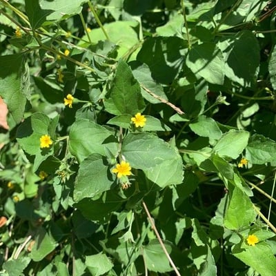 Calyptocarpus vialis — flower