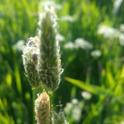 Alopecurus arundinaceus — flower