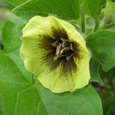Physalis heterophylla — flower