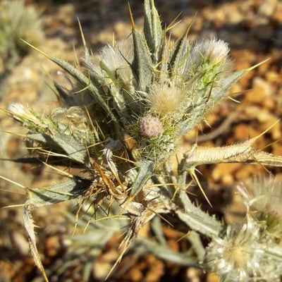 Picnomon acarna — flower