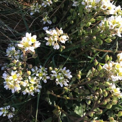 Cochlearia anglica — flower