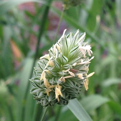 Phalaris canariensis — flower