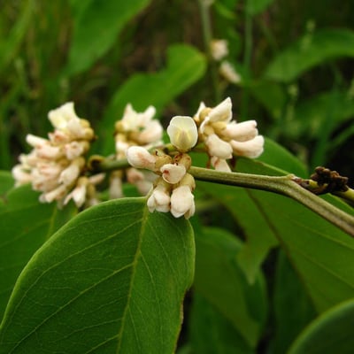 Dalbergia ecastaphyllum — flower