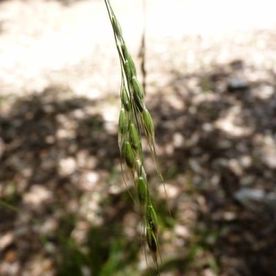 Achnatherum paradoxum — flower