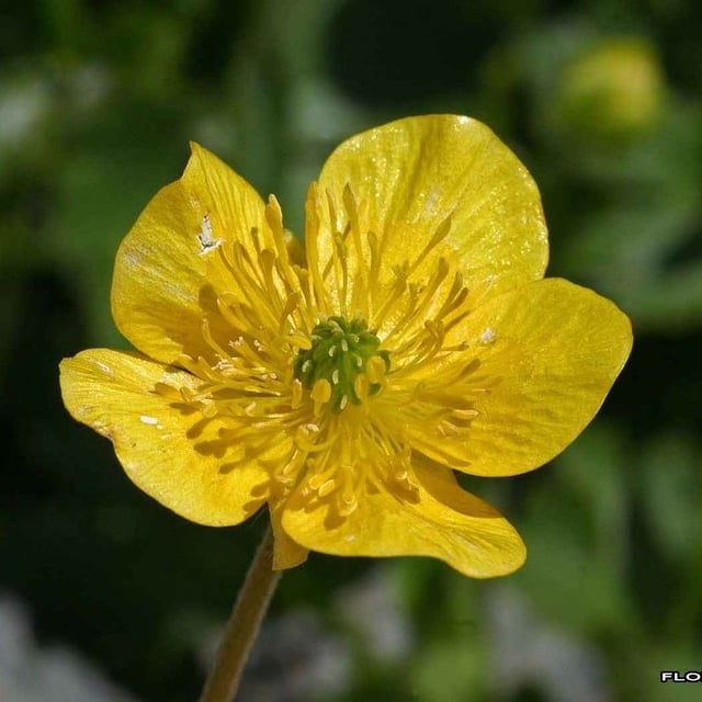 Ranunculus aduncus — flower