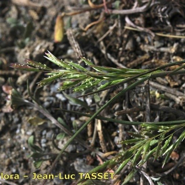 Schismus barbatus — flower