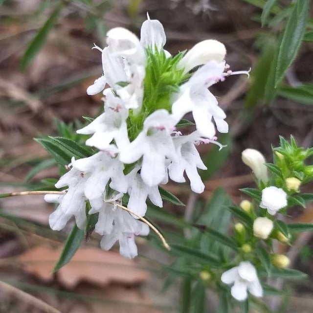 Satureja montana — flower