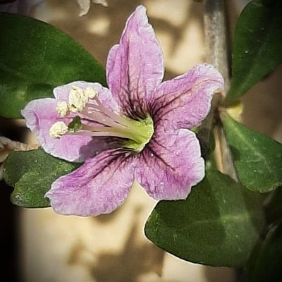 Lycium barbarum — flower