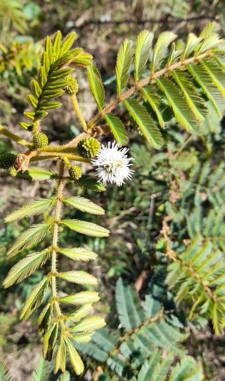 Bimucronate mimosa