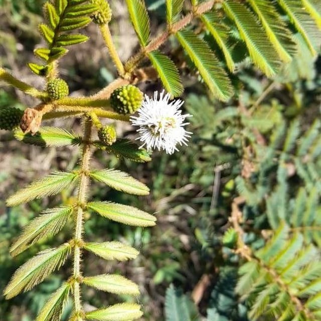 Bimucronate mimosa
