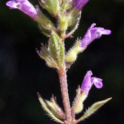 Clinopodium acinos — flower