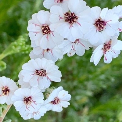 Eriocephalus africanus — flower