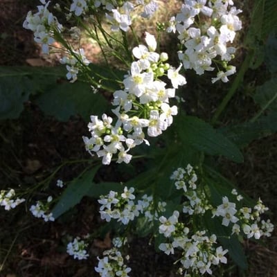 Armoracia rusticana — flower