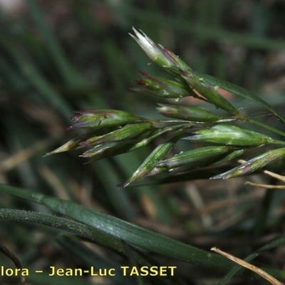 Schismus barbatus — flower