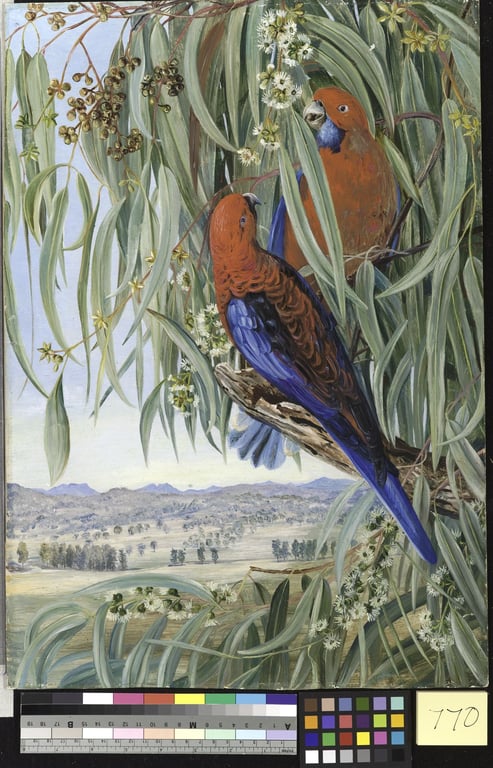 Eucalyptus piperita