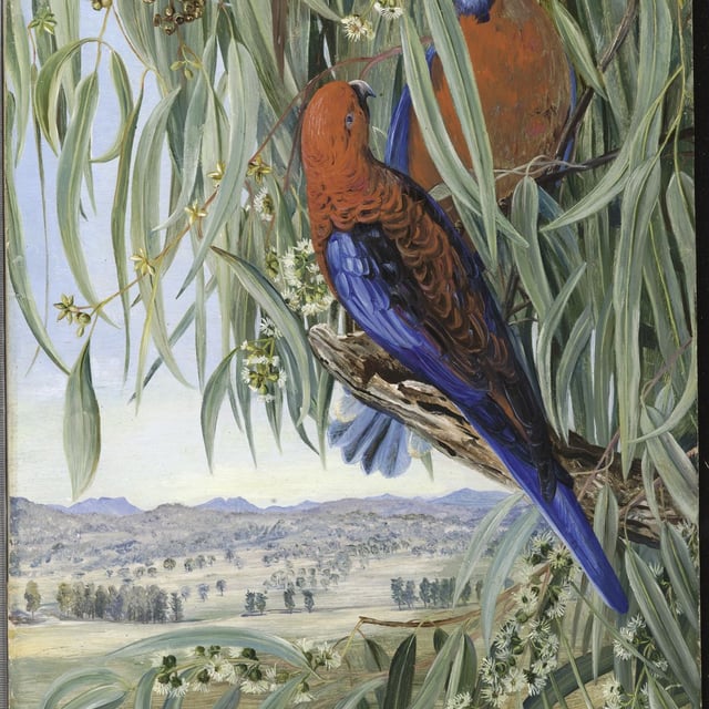 Eucalyptus piperita