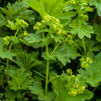 Alchemilla subcrenata — flower