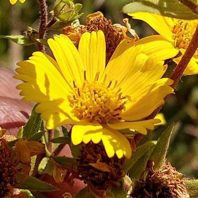 Aspilia mossambicensis — flower