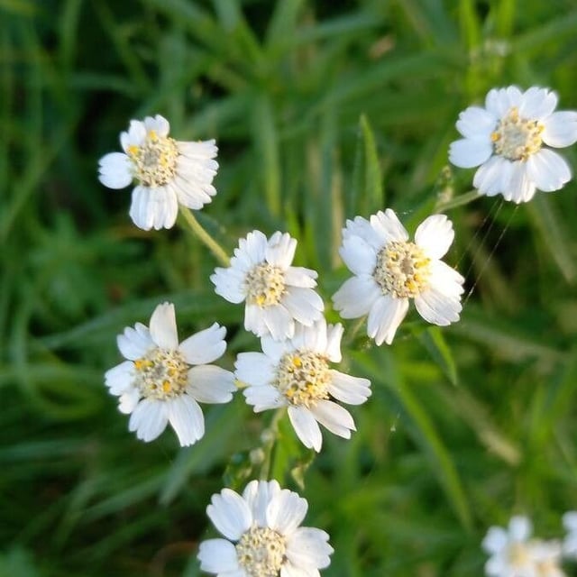 Achillea ptarmica — flower