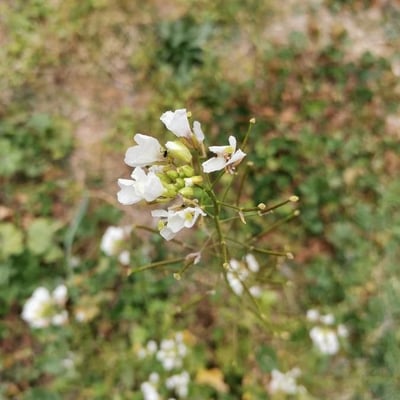 Draba muralis — flower
