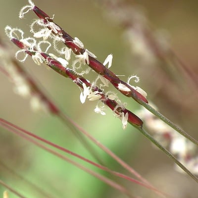Mibora minima — flower