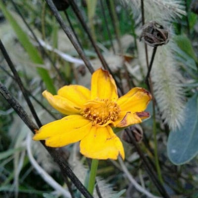 Coreopsis lanceolata — flower