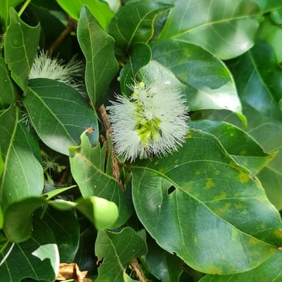 Inga laurina — flower