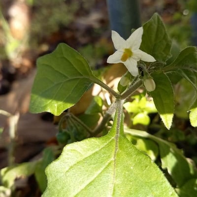 Solanum villosum — flower