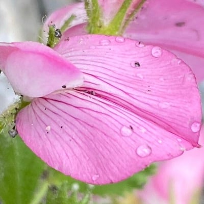 Ononis rotundifolia — flower