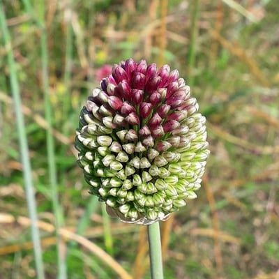 Allium sphaerocephalon — flower