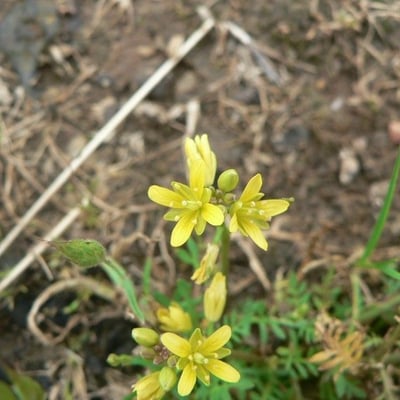 Sisymbrella aspera — flower