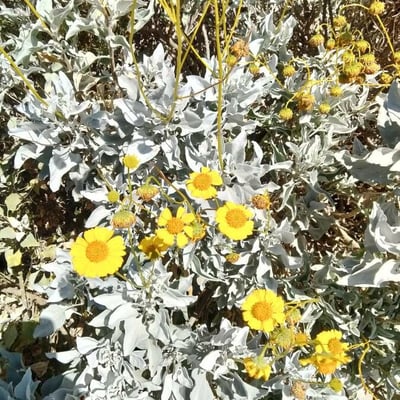 Encelia farinosa — flower