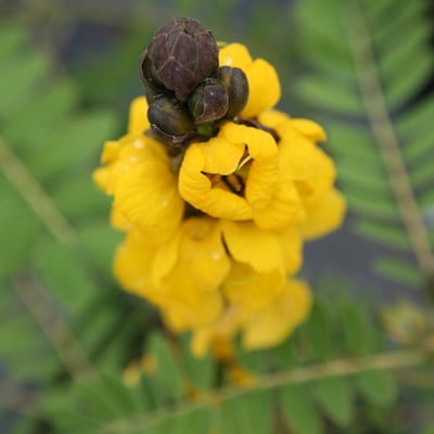 Senna didymobotrya — flower