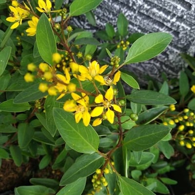 Senna siamea — flower
